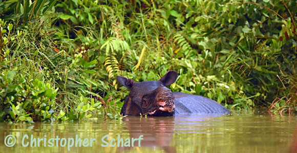 java rhino ujung kulon